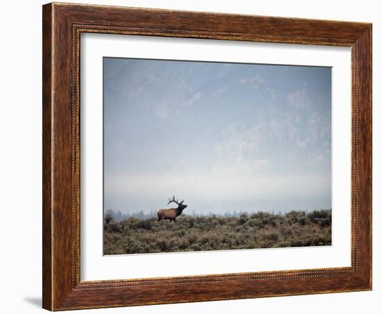 Large Bull Elk Bugling During the Rut in Grand Teton National Park-Andrew R. Slaton-Framed Photographic Print