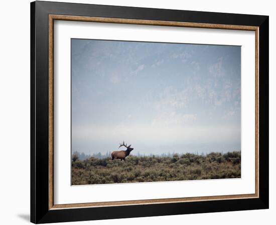 Large Bull Elk Bugling During the Rut in Grand Teton National Park-Andrew R. Slaton-Framed Photographic Print