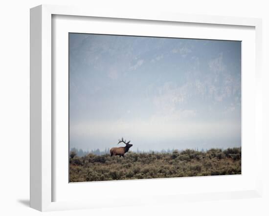 Large Bull Elk Bugling During the Rut in Grand Teton National Park-Andrew R. Slaton-Framed Photographic Print