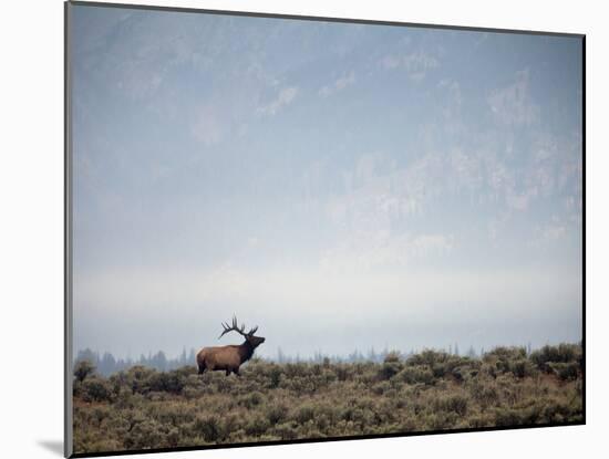 Large Bull Elk Bugling During the Rut in Grand Teton National Park-Andrew R. Slaton-Mounted Photographic Print