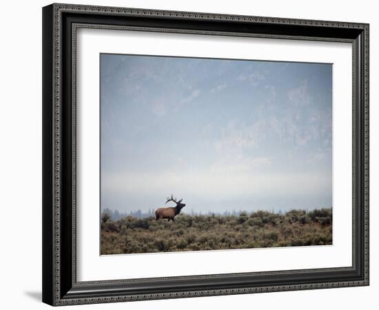 Large Bull Elk Bugling During the Rut in Grand Teton National Park-Andrew R. Slaton-Framed Photographic Print