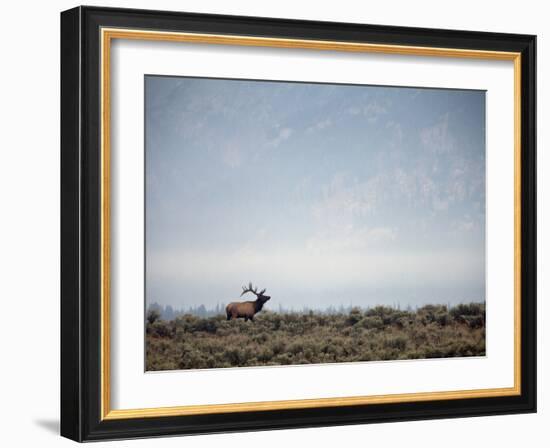 Large Bull Elk Bugling During the Rut in Grand Teton National Park-Andrew R. Slaton-Framed Photographic Print