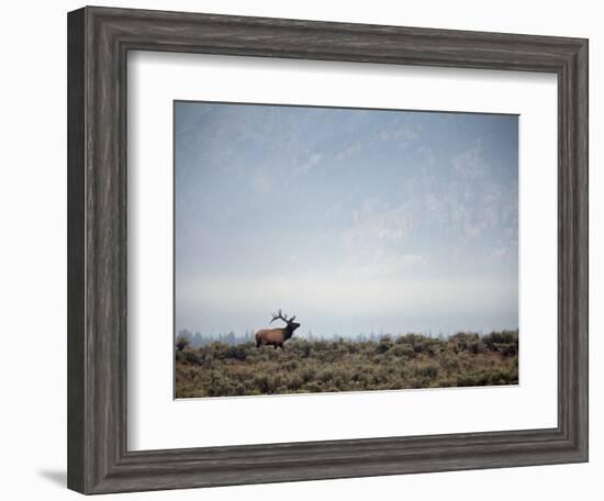 Large Bull Elk Bugling During the Rut in Grand Teton National Park-Andrew R. Slaton-Framed Photographic Print