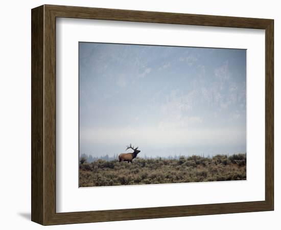 Large Bull Elk Bugling During the Rut in Grand Teton National Park-Andrew R. Slaton-Framed Photographic Print