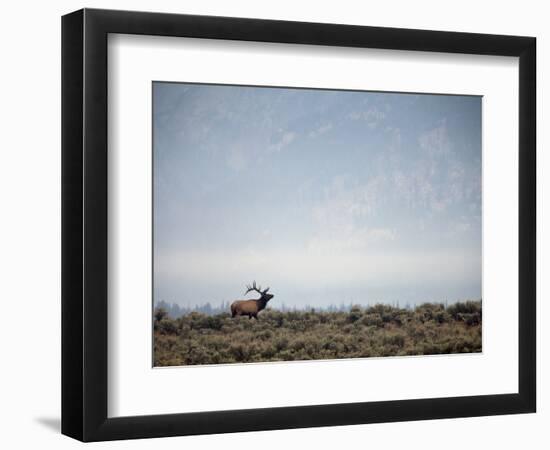 Large Bull Elk Bugling During the Rut in Grand Teton National Park-Andrew R. Slaton-Framed Photographic Print