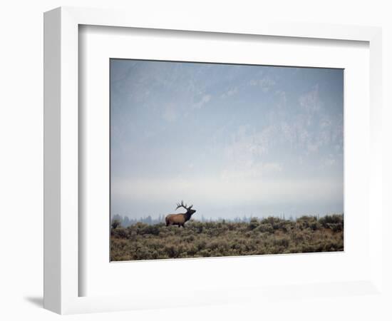 Large Bull Elk Bugling During the Rut in Grand Teton National Park-Andrew R. Slaton-Framed Photographic Print