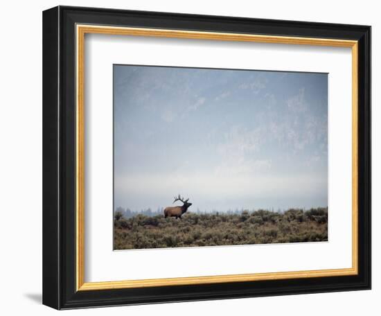 Large Bull Elk Bugling During the Rut in Grand Teton National Park-Andrew R. Slaton-Framed Photographic Print