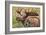 Large Bull Moose, Denali National Park, Alaska-Hugh Rose-Framed Giclee Print