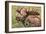 Large Bull Moose, Denali National Park, Alaska-Hugh Rose-Framed Giclee Print