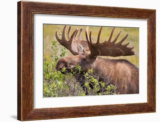 Large Bull Moose, Denali National Park, Alaska-Hugh Rose-Framed Giclee Print