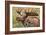 Large Bull Moose, Denali National Park, Alaska-Hugh Rose-Framed Giclee Print