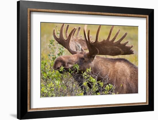 Large Bull Moose, Denali National Park, Alaska-Hugh Rose-Framed Giclee Print