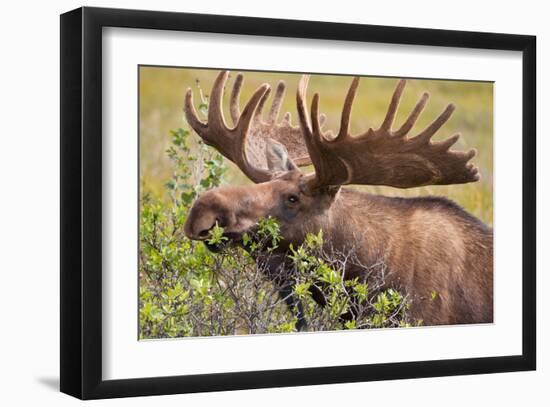 Large Bull Moose, Denali National Park, Alaska-Hugh Rose-Framed Giclee Print