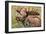 Large Bull Moose, Denali National Park, Alaska-Hugh Rose-Framed Giclee Print