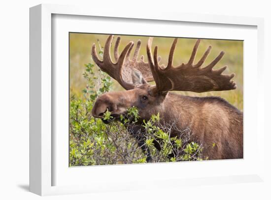 Large Bull Moose, Denali National Park, Alaska-Hugh Rose-Framed Giclee Print