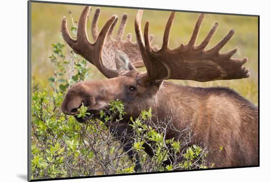 Large Bull Moose, Denali National Park, Alaska-Hugh Rose-Mounted Giclee Print