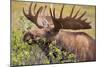 Large Bull Moose, Denali National Park, Alaska-Hugh Rose-Mounted Giclee Print