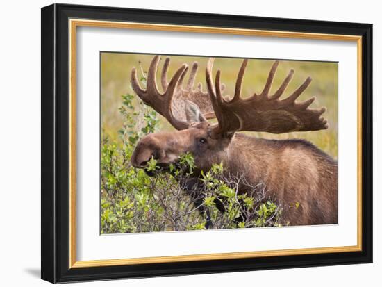 Large Bull Moose, Denali National Park, Alaska-Hugh Rose-Framed Giclee Print