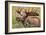 Large Bull Moose, Denali National Park, Alaska-Hugh Rose-Framed Giclee Print