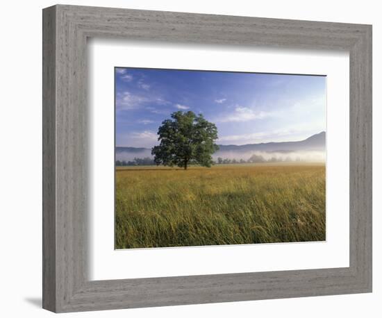 Large Bur Oak Tree at Dawn, Cades Cove, Great Smoky Mountains National Park, Tennessee, USA-Adam Jones-Framed Photographic Print