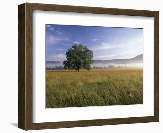 Large Bur Oak Tree at Dawn, Cades Cove, Great Smoky Mountains National Park, Tennessee, USA-Adam Jones-Framed Photographic Print