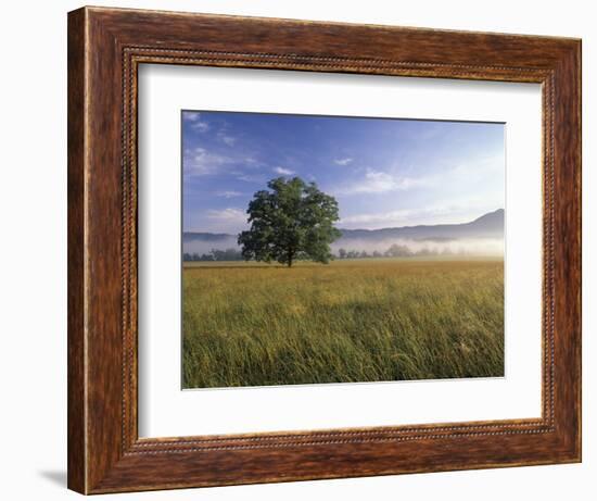 Large Bur Oak Tree at Dawn, Cades Cove, Great Smoky Mountains National Park, Tennessee, USA-Adam Jones-Framed Photographic Print