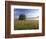 Large Bur Oak Tree at Dawn, Cades Cove, Great Smoky Mountains National Park, Tennessee, USA-Adam Jones-Framed Photographic Print