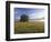 Large Bur Oak Tree at Dawn, Cades Cove, Great Smoky Mountains National Park, Tennessee, USA-Adam Jones-Framed Photographic Print