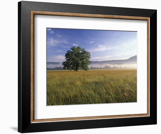 Large Bur Oak Tree at Dawn, Cades Cove, Great Smoky Mountains National Park, Tennessee, USA-Adam Jones-Framed Photographic Print