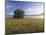 Large Bur Oak Tree at Dawn, Cades Cove, Great Smoky Mountains National Park, Tennessee, USA-Adam Jones-Mounted Photographic Print