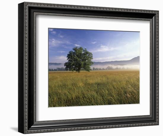 Large Bur Oak Tree at Dawn, Cades Cove, Great Smoky Mountains National Park, Tennessee, USA-Adam Jones-Framed Photographic Print