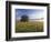 Large Bur Oak Tree at Dawn, Cades Cove, Great Smoky Mountains National Park, Tennessee, USA-Adam Jones-Framed Photographic Print