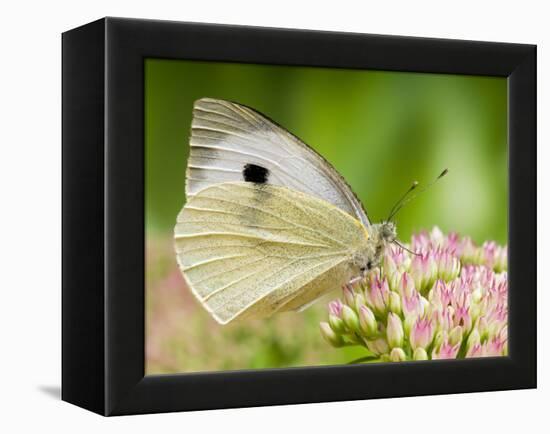 Large Cabbage White Butterfly on Sedum Flowers, UK-Andy Sands-Framed Premier Image Canvas