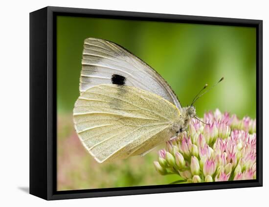 Large Cabbage White Butterfly on Sedum Flowers, UK-Andy Sands-Framed Premier Image Canvas