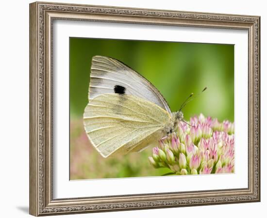 Large Cabbage White Butterfly on Sedum Flowers, UK-Andy Sands-Framed Photographic Print