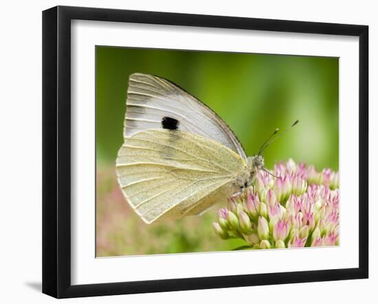 Large Cabbage White Butterfly on Sedum Flowers, UK-Andy Sands-Framed Photographic Print