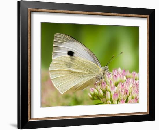 Large Cabbage White Butterfly on Sedum Flowers, UK-Andy Sands-Framed Photographic Print