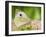 Large Cabbage White Butterfly on Sedum Flowers, UK-Andy Sands-Framed Photographic Print