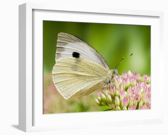 Large Cabbage White Butterfly on Sedum Flowers, UK-Andy Sands-Framed Photographic Print