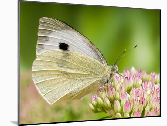 Large Cabbage White Butterfly on Sedum Flowers, UK-Andy Sands-Mounted Photographic Print