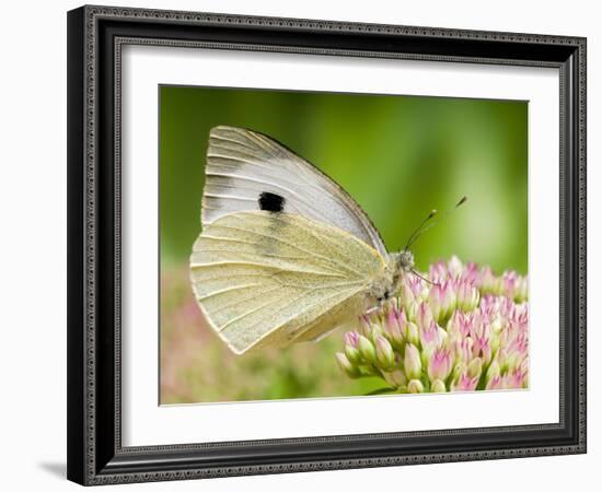 Large Cabbage White Butterfly on Sedum Flowers, UK-Andy Sands-Framed Photographic Print