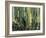 Large Candelabro Cactus in Oaxaca, 2003-Pedro Diego Alvarado-Framed Giclee Print