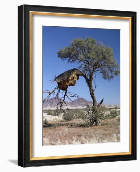 Large Communal Nest of Sociable Weavers in Dry Country Near Sesriem, Namibia-Nigel Pavitt-Framed Photographic Print