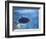 Large Coral Reefs off the Coast of Belize-Greg Johnston-Framed Photographic Print