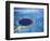 Large Coral Reefs off the Coast of Belize-Greg Johnston-Framed Photographic Print