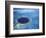 Large Coral Reefs off the Coast of Belize-Greg Johnston-Framed Photographic Print