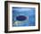 Large Coral Reefs off the Coast of Belize-Greg Johnston-Framed Photographic Print