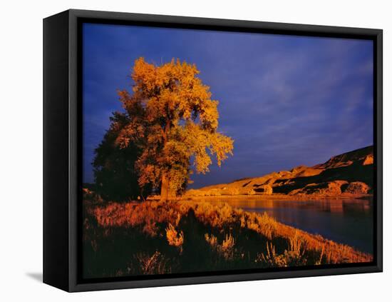 Large Cottonwood Catches Morning Light on the Missouri River, Montana, USA-Chuck Haney-Framed Premier Image Canvas