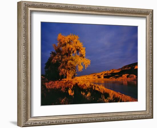 Large Cottonwood Catches Morning Light on the Missouri River, Montana, USA-Chuck Haney-Framed Photographic Print