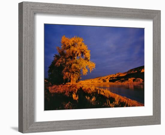 Large Cottonwood Catches Morning Light on the Missouri River, Montana, USA-Chuck Haney-Framed Photographic Print